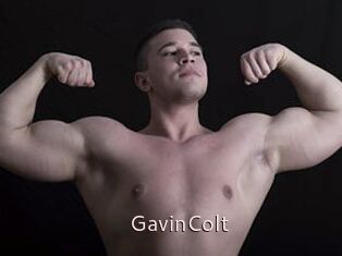 GavinColt