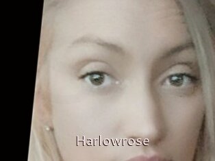 Harlowrose